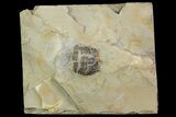 Partial Lemureops Kilbeyi Trilobite - Fillmore Formation, Utah #138576-1